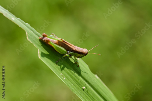 Grasshopper Resting on a Green Leaf