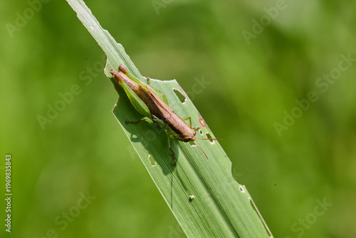 Grasshopper Resting on a Green Leaf