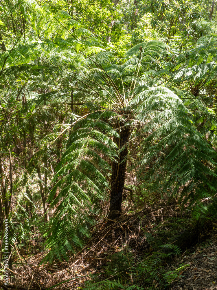 Naklejka premium Australien