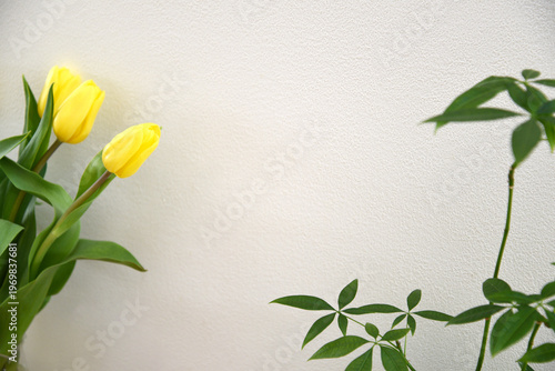 Yellow tulips and green houseplant in a bright minimal interior