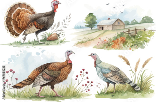 Watercolor Turkey Clipart, Thanksgiving Farm Bird Illustration, Isolated on White