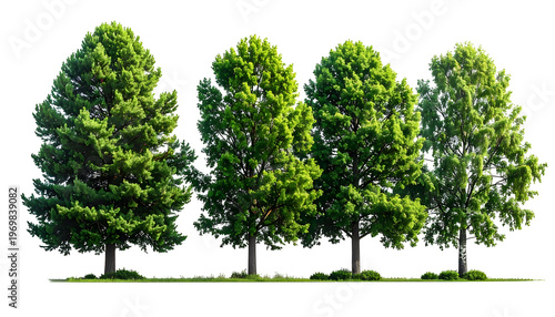 A row of lush, vibrant green trees with full canopies against a transparent background