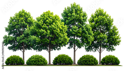 A row of lush, green trees and rounded bushes on a grassy strip, with a black background