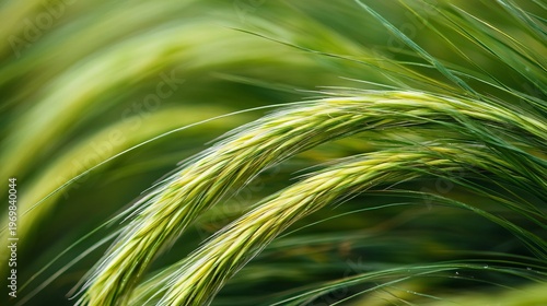 Lush Green Wheat Field Background Showcasing the Beauty of Agriculture and Nature in Morning Light