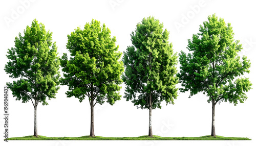Four young deciduous trees with vibrant green foliage stand against a transparent background