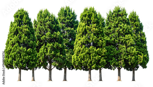 A group of lush, evergreen trees with dense foliage, isolated against a black background