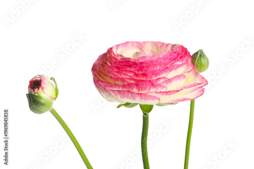 Pink ranunculus flowers on ...