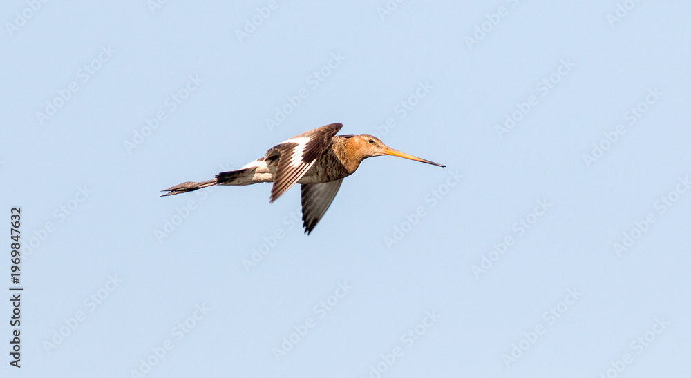 Obraz premium two ducks in flight