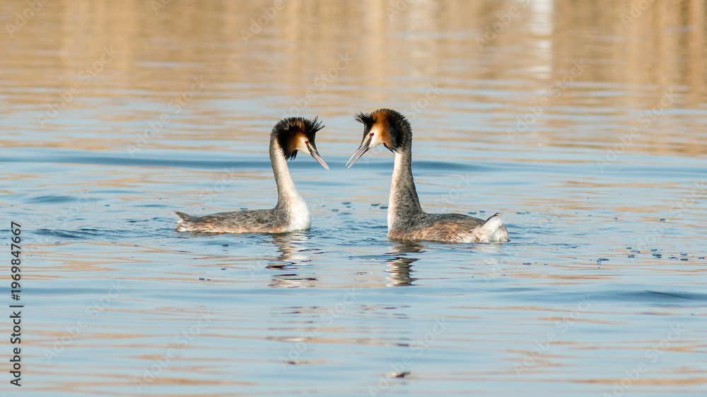 Fototapeta premium two swans on the lake
