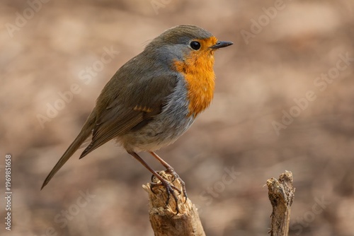 The European robin, close up portrait of a cute small passerine songbird with red breast, perching on a little wooden stick. Blurred brown background.