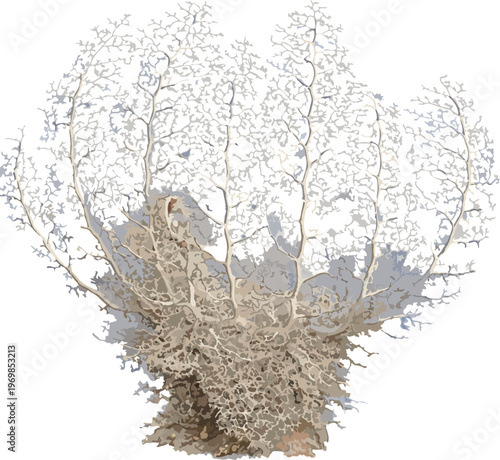 Astroboa nuda illustration art