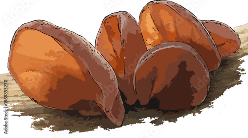 Auricularia auricula-judae illustration art