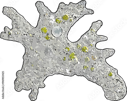 Amoeba proteus illustration