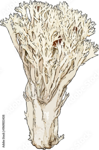 Clavulina cristata illustration art