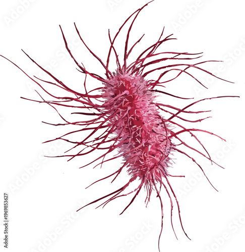 Escherichia coli illustration