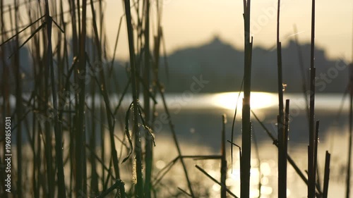sunset in the reeds on the river in the city