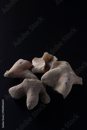 rhus chinensis - Chinese sumac