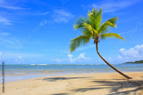 Sunny Tropical Beach Paradise with green Palm Tree and Ocean Waves.