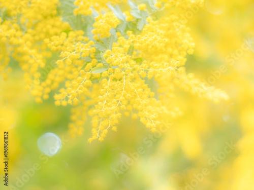 春の公園や花壇を彩るミモザのある風景。木漏れ日が差し込む優しい雰囲気。ぼんやりした花畑のイメージ。