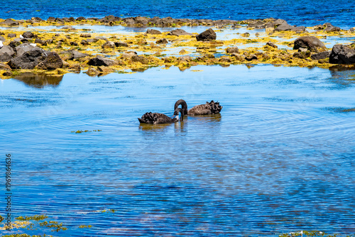Two black swans swimming in the sea against a background of black stones. Australia, Victoria, December 2025