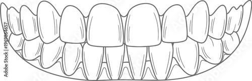Line drawing of human teeth with detailed shading and outline