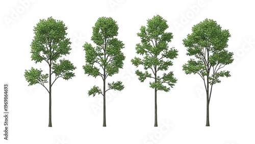 Four green trees with full canopies on white background
