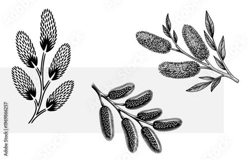 Pussy willow, willow branches, spring catkins, set of hand drawn vector illustrations, blooming twigs, vintage black and white engraving for logo or easter design
