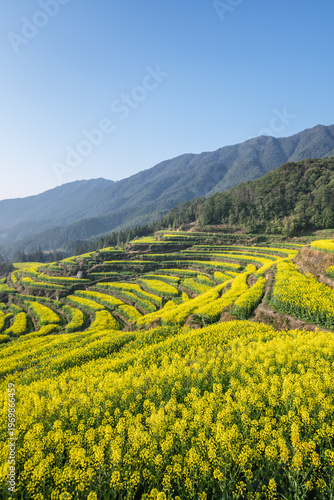 Wallpaper Mural Vast Rapeseed Flower Terraces in Mountainous Rural Area Torontodigital.ca