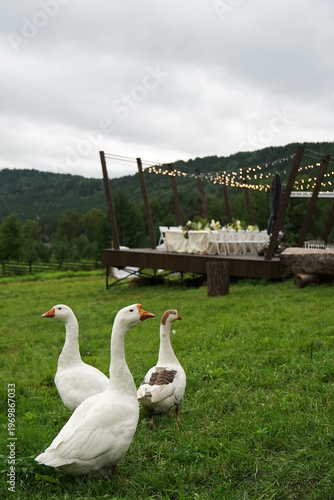 geese on the bank of lake