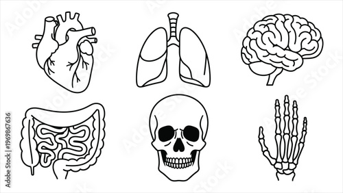 Human Internal Organs and Anatomy Line Art Icon Set Heart, Lungs, Brain, Intestines, Skull, and Hand Skeleton