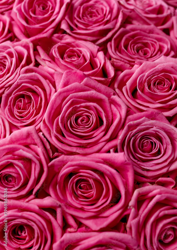 Obraz premium A bouquet of pink roses. The roses are photographed very close up, with only the buds visible. The rose buds are photographed next to each other.