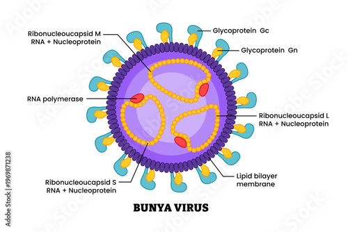 Bunyavirus structure diagram anatomy of virus labeled glycoprotein, lipid bilayer membrane, RNA polymerase. Microbiology virology educational medical infographic healthcare illustration