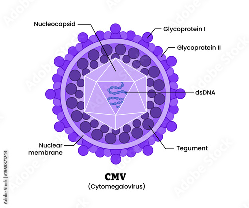 Cytomegalovirus CMV structure diagram anatomy of virus labeled nucleocapsid glycoprotein nuclear membrane, tegument dsDNA. Microbiology virology educational medical infographic healthcare illustration