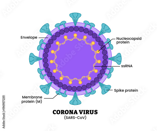 Corona virus SARS-CoV structure diagram anatomy of virus labeled envelope, ssRNA, nucleocapsid, spike protein, membrane. Microbiology virology educational medical infographic healthcare illustration