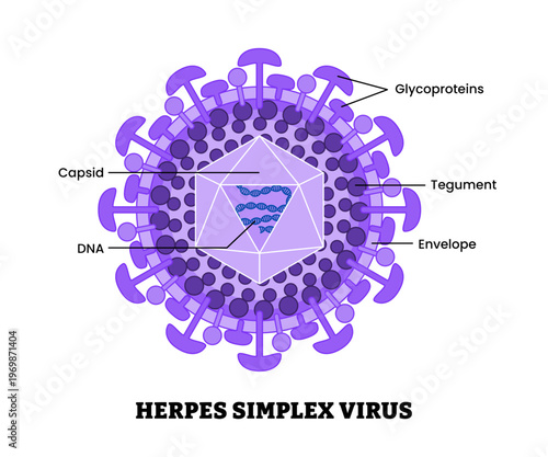 Herpes simplex virus structure diagram anatomy of virus labeled capsid, DNA, glycoproteins, tegument, envelope. Microbiology virology educational medical infographic healthcare illustration