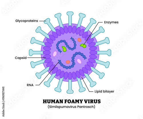 Human foamy virus structure diagram anatomy of virus labeled glycoprotein, enzymes, capsid, RNA, lipid bilayer. Microbiology virology educational medical infographic healthcare illustration