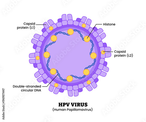HPV Human Papillomavirus structure diagram anatomy of virus labeled capsid protein, histone, double stranded circular DNA. Microbiology virology educational medical infographic healthcare illustration