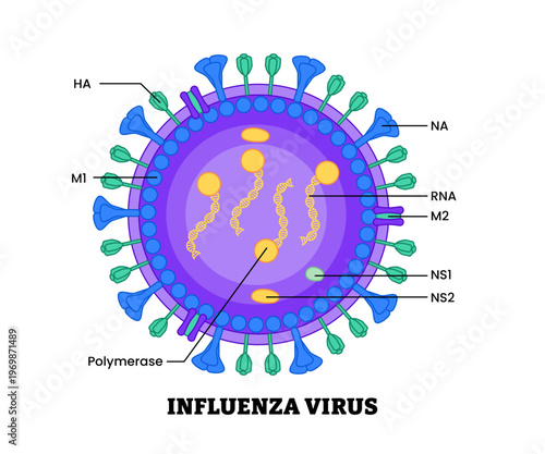 Influenza virus structure diagram anatomy of virus labeled polymerase dan DNA, RNA. Microbiology virology educational medical infographic healthcare illustration
