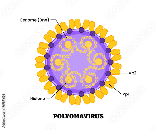 Polyomavirus structure diagram anatomy of virus labeled histone, genome DNA, viral proteins. non enveloped DNA viruses. Microbiology virology educational medical infographic healthcare illustration