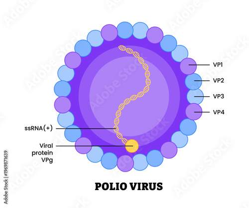 Poliovirus structure diagram anatomy of virus labeled viral protein, ssRNA. Poliomyelitis. Nervous system disease. Microbiology virology educational medical infographic healthcare illustration