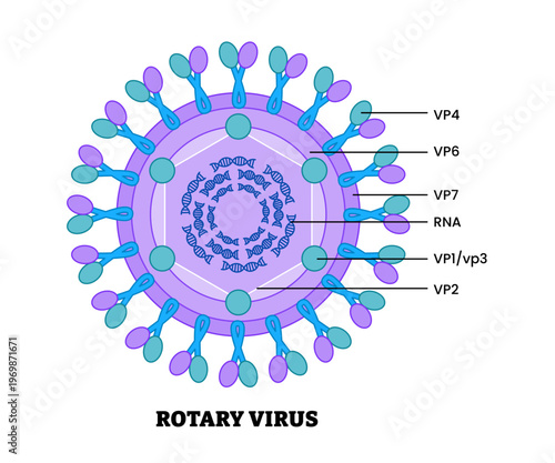 Rotarivirus structure diagram anatomy of virus labeled viral protein, RNA. diarrhoeal disease infant young children. Microbiology virology educational medical infographic healthcare illustration