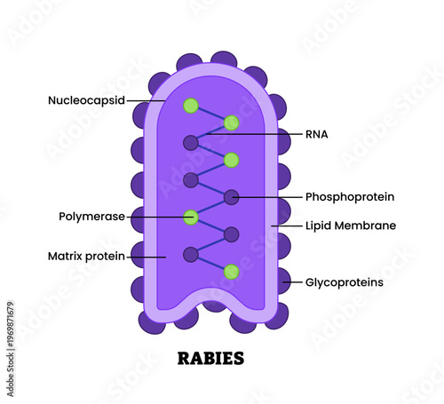 Rabies virus structure diagram anatomy of virus labeled nucleocapsid, RNA, polymerase, matrix protein, glycoprotein. Microbiology virology educational medical infographic healthcare illustration