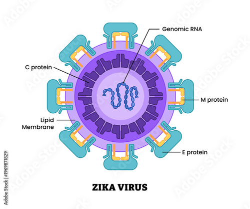 Zika virus structure diagram anatomy of virus labeled protein, genomic RNA, lipid membrane, M E protein. Microbiology virology educational medical infographic healthcare illustration