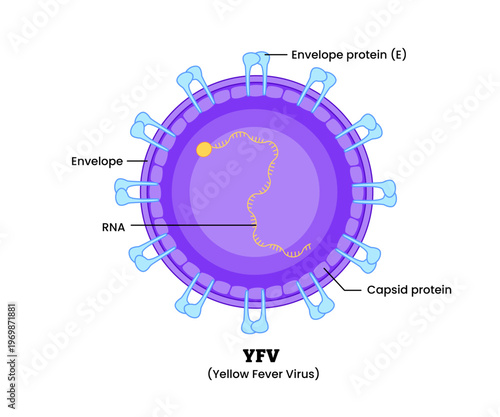 Yellow Fever Virus YFV structure diagram anatomy of virus labeled envelope protein, RNA, Capsid protein. Microbiology virology educational medical infographic healthcare illustration