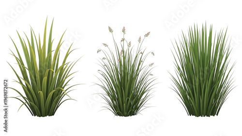 Green and white striped grass tufts set green grass