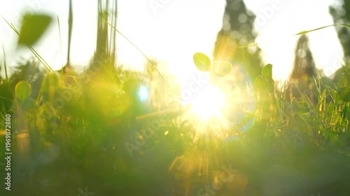green grass and sun rays