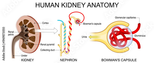 Human kidney anatomy. Nephron and Bowmans capsule