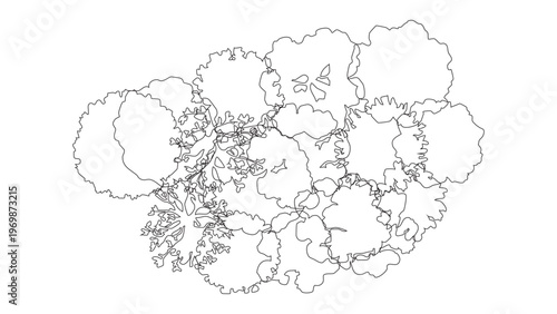 Overhead view line art of lush tree canopy in detailed organic shapes on transparent background.