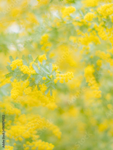 春の公園や花壇を彩るミモザのある風景。木漏れ日が差し込む優しい雰囲気。ぼんやりした花畑のイメージ。