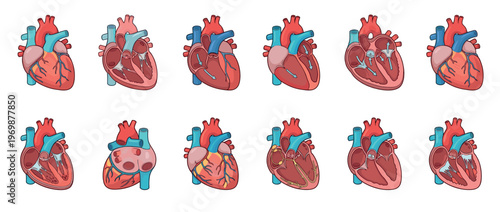 Detailed medical illustrations of the human heart, depicting its complex anatomy, chambers, valves, and circulatory pathways.